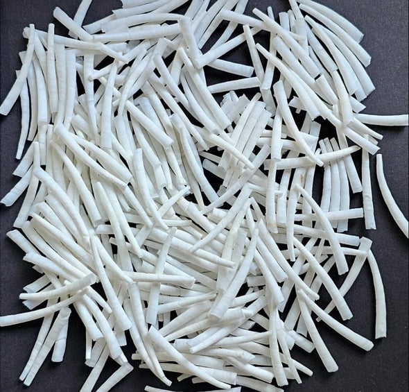 White Dentalium Shells - Smooth