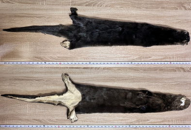 Full Otter Hide - Extra Large Grade A
