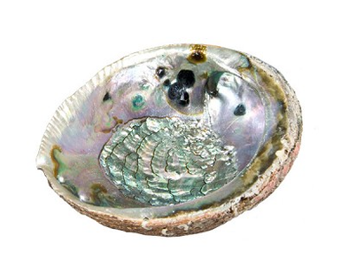 Farmed Pink Abalone Shell